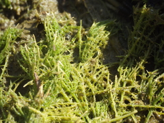 Chara diaphana