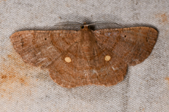 Parilexia cermala