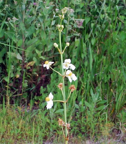 Sagittaria image