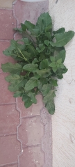 Rumex spinosus