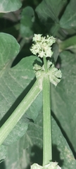 Rumex spinosus