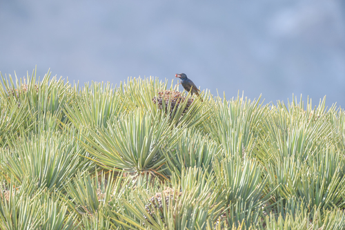 Socotra Starling (Onychognathus frater), photo 6