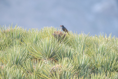 Onychognathus frater