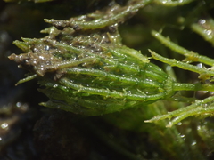 Chara diaphana