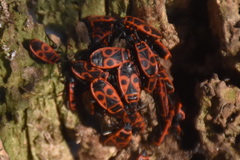 Pyrrhocoris apterus