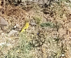 Crithagra dorsostriata