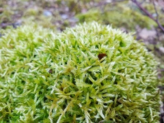 Brachythecium glareosum