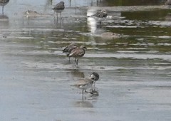 Charadrius leschenaultii