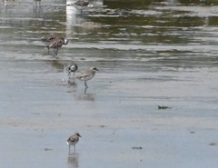 Charadrius leschenaultii