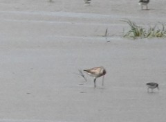Limosa lapponica
