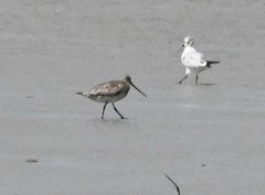 Limosa lapponica
