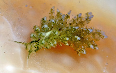 Sacoproteus thomasleei