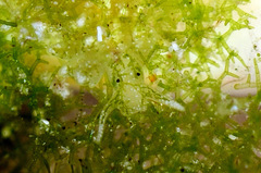 Sacoproteus thomasleei