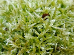 Brachythecium glareosum