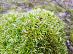 Brachythecium glareosum