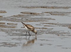 Limosa lapponica