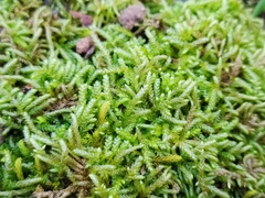 Rhynchostegium murale