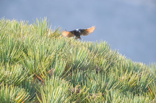 Socotra Starling (Onychognathus frater), photo 5
