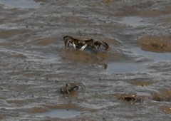 Macrophthalmus japonicus