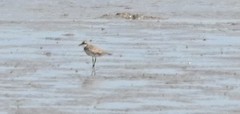 Charadrius leschenaultii