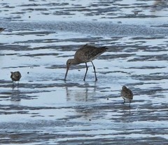 Limosa lapponica
