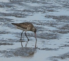 Limosa limosa