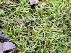 Rhynchostegium murale