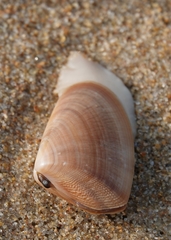 Latona cuneata