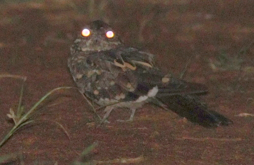 Donaldson Smith's Nightjar (Caprimulgus donaldsoni), photo 5