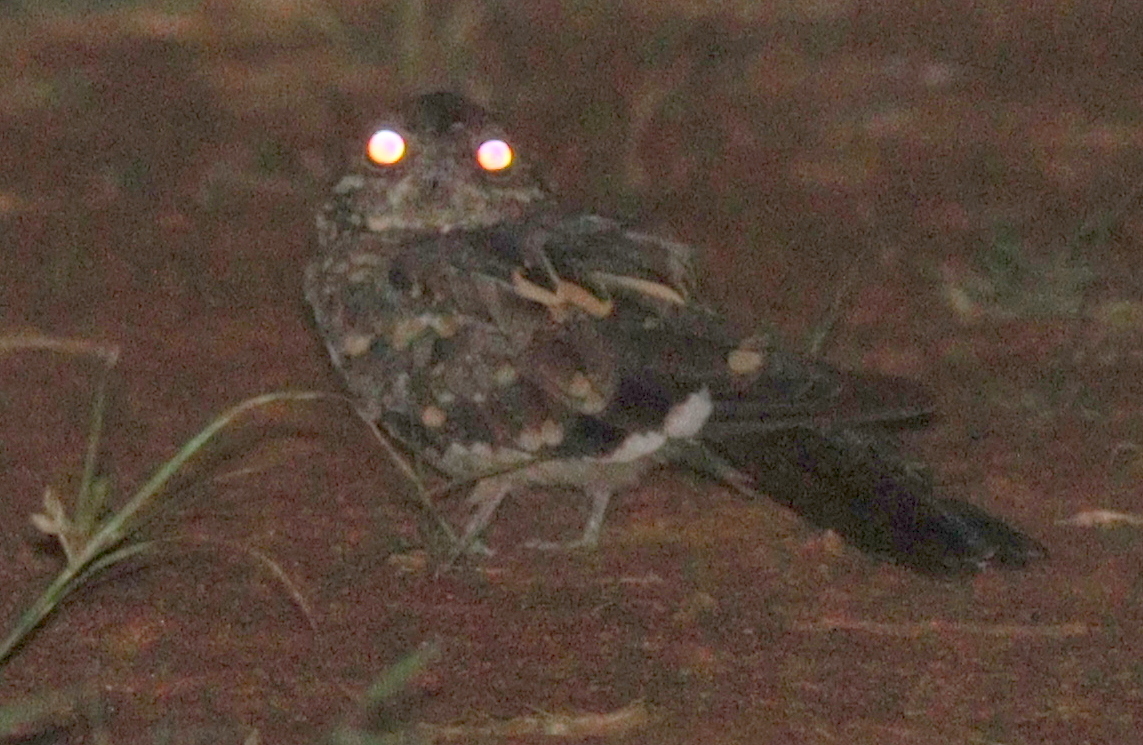 Donaldson Smith's Nightjar (Caprimulgus donaldsoni), photo 6