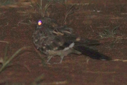 Donaldson Smith's Nightjar (Caprimulgus donaldsoni), photo 6