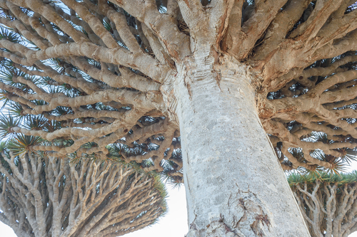 Dragon's blood tree (Dracaena cinnabari)