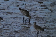 Limnodromus semipalmatus