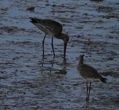 Limnodromus semipalmatus