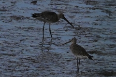 Limnodromus semipalmatus