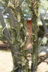 Phymateus viridipes