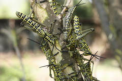 Phymateus viridipes