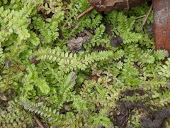Selaginella apoda