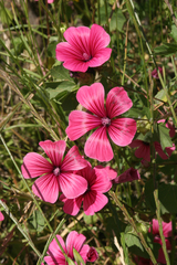 Malva trimestris image