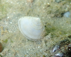 Abra segmentum