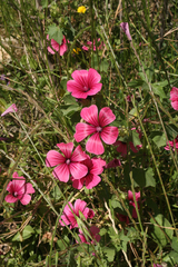 Malva trimestris image