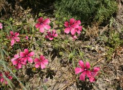 Malva trimestris image