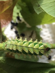 Rapala pheretima sequeira