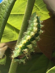 Rapala pheretima sequeira