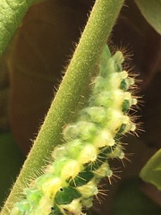 Rapala pheretima sequeira