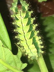 Rapala pheretima sequeira