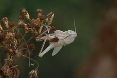 Anacridium flavescens