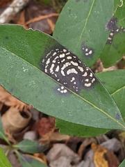 Botryosphaeriales