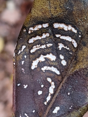 Botryosphaeriales