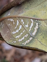 Botryosphaeriales
